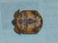 DSC00513