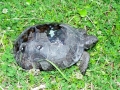 DSC08097