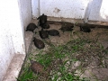 DSCN1792