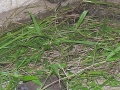 DSCN1794