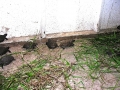 DSCN1795
