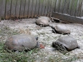 DSCN1838