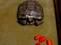 DSCN2652