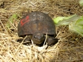 DSCN3265_(2)