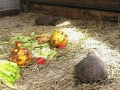 DSCN3266