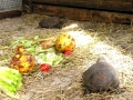 DSCN3266_(2)