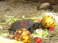 DSCN3267