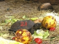 DSCN3267_(2)