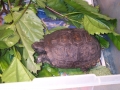 Gopher_Tortoise