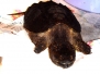 Turtle Alligator Snapping