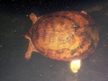 DSCN0354