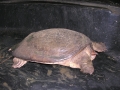 DSCN0413