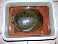 DSCN4963