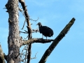 01_st_Black_Vulture