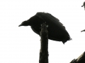 DSCN2577