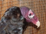 Vulture Turkey