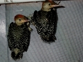 01_RED-BELLIED_WOODPECKER