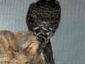 DCP_5648