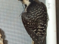 DCP_5662