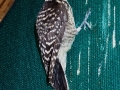 DCP_6228