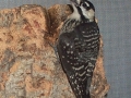 Female_Red-Cockaded_Woodpecker