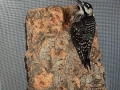 Red-Cockaded_Woodpecker
